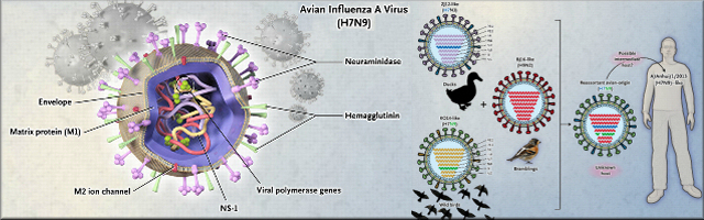 virus H7N9