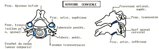 vertebre cervicale